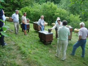 Imker , die die Buckfastbiene halten, beschäftigen sich mit der Weiterentwicklung dieser Bienenrasse, in erster Linie mit der Zucht, und versuchen, das Erbe von Bruder Adam zu bewahren. Dazu dienen regelmäßige Versammlungen mit Fachvorträgen zur Fortbildung, Züchtertreffen, Besamungen von Königinnen und Austausch von Zuchtmaterial.