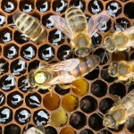 Tochter von B101MkY Drohnenspender 2013