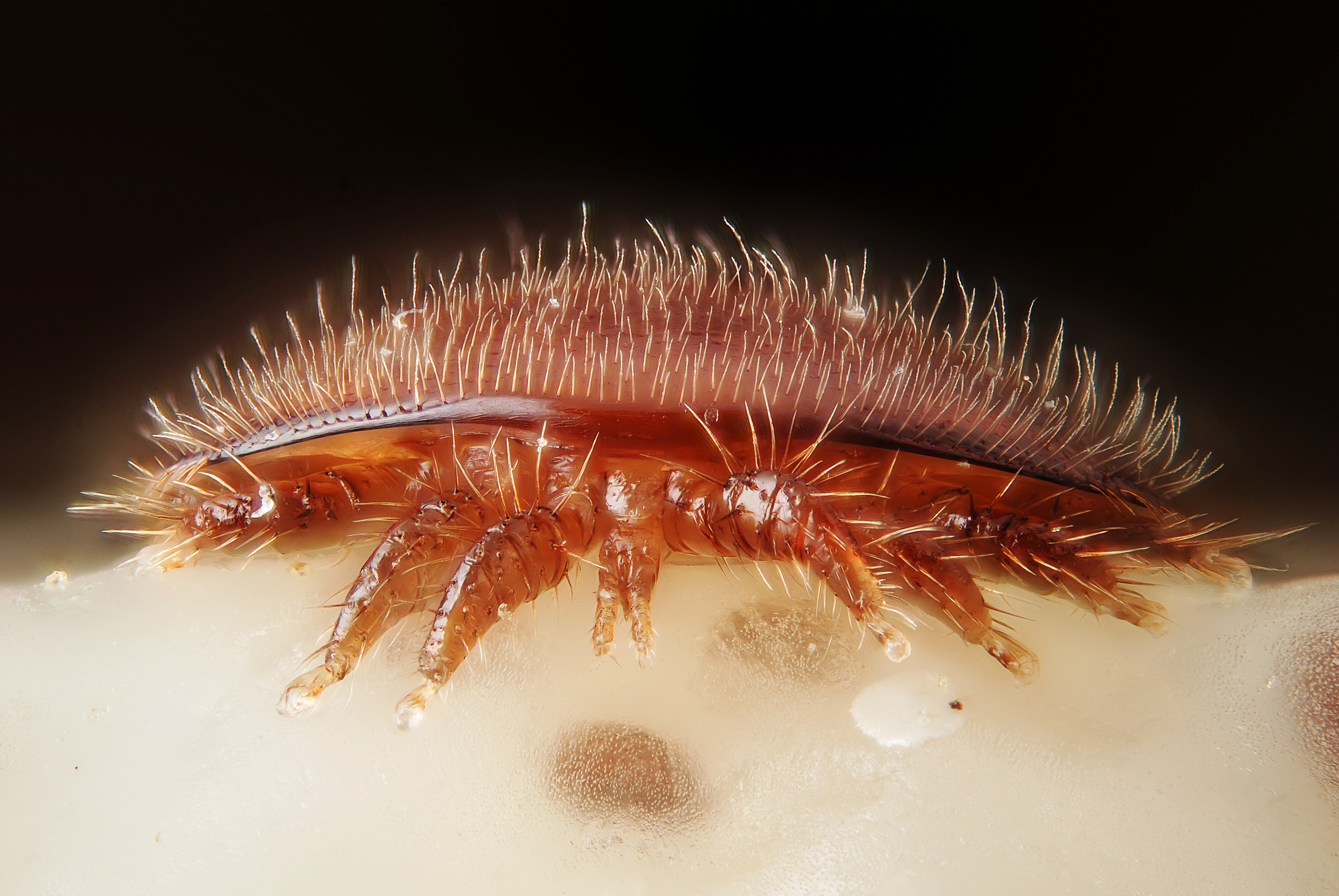 copyright Arista Bee Research Varroa erwachsenen Weibchen  (Gilles San Martin)