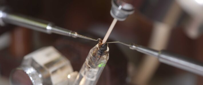 Termine zur künstlichen Besamung in Havixbeck und an der Belegstelle Sophienhöhe im Aufbau Termine zur künstlichen Besamung in Havixbeck und an der Belegstelle Sophienhöhe im Aufbau