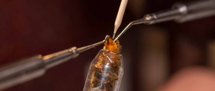 Termine zur künstlichen Besamung in Havixbeck und Köln Termine zur künstlichen Besamung in Havixbeck und Köln