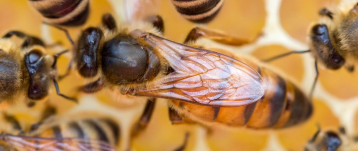 Belegstelle Annaburger Heide Belegstelle Annaburger Heide