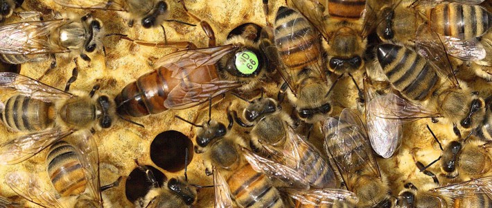 Züchtertagung 2025 am Samstag den 22. März 2025 um 10 Uhr Züchtertagung 2025 am Samstag den 22. März 2025 um 10 Uhr