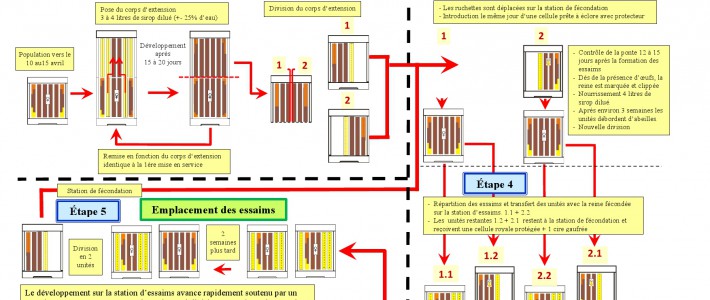 Professionelle Ablergerbildung nach José Artus & Jos Guth