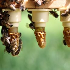 Züchtertagung 2026 am Samstag den 21. März 2026 um 10 Uhr