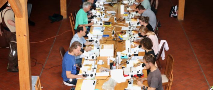 Die SMR-Zuchtgruppe des Landesverbandes informiert