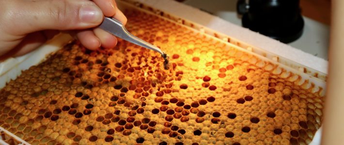 Projekt „Varroaresistenz 2033“ Projekt „Varroaresistenz 2033“