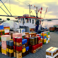 Belegstellenfahrten 2026- Ameland – Annaburger Heide – GdeB Sammeltransport